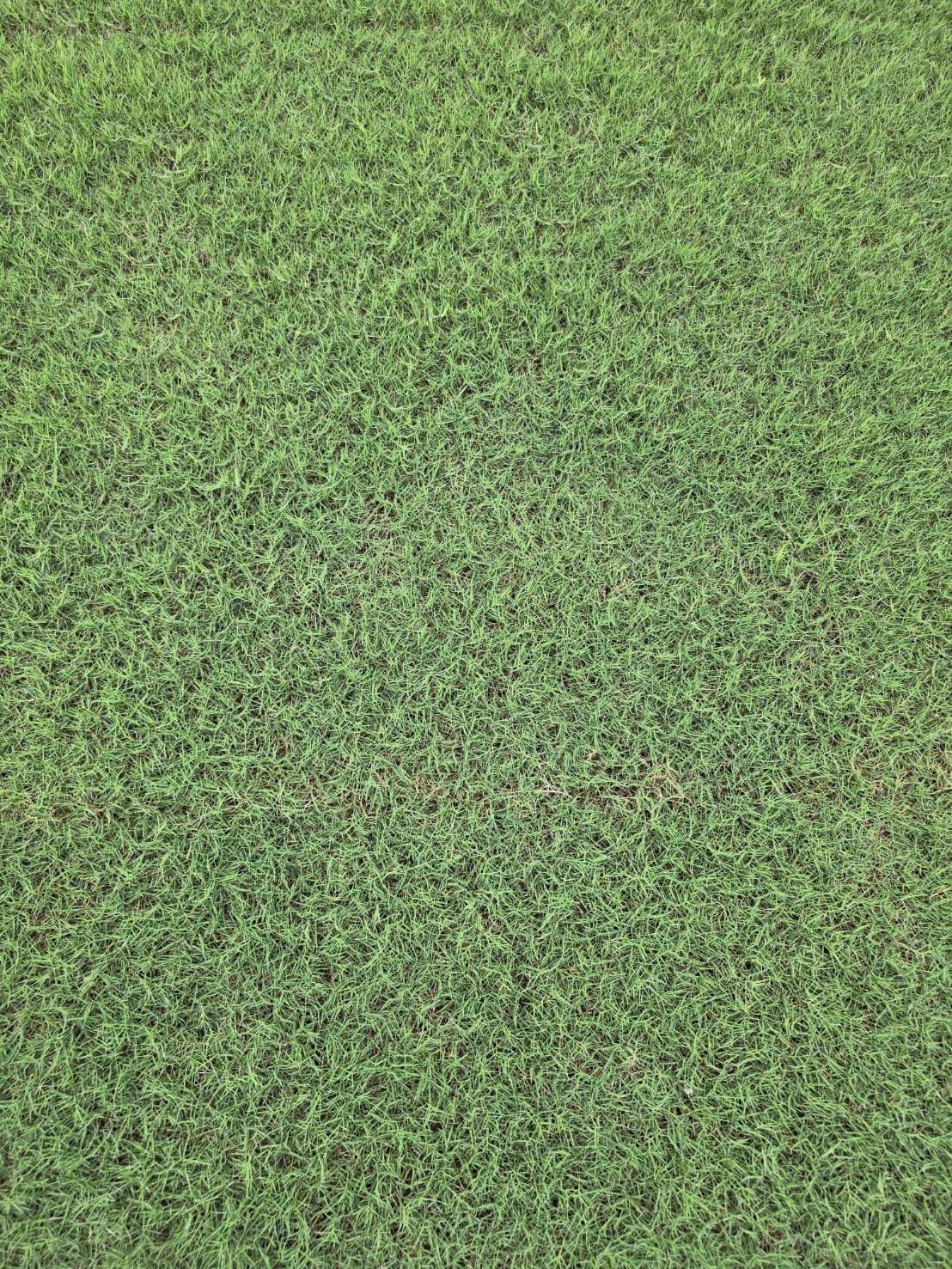 grass image