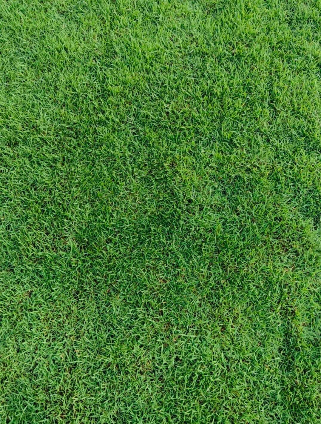 grass image