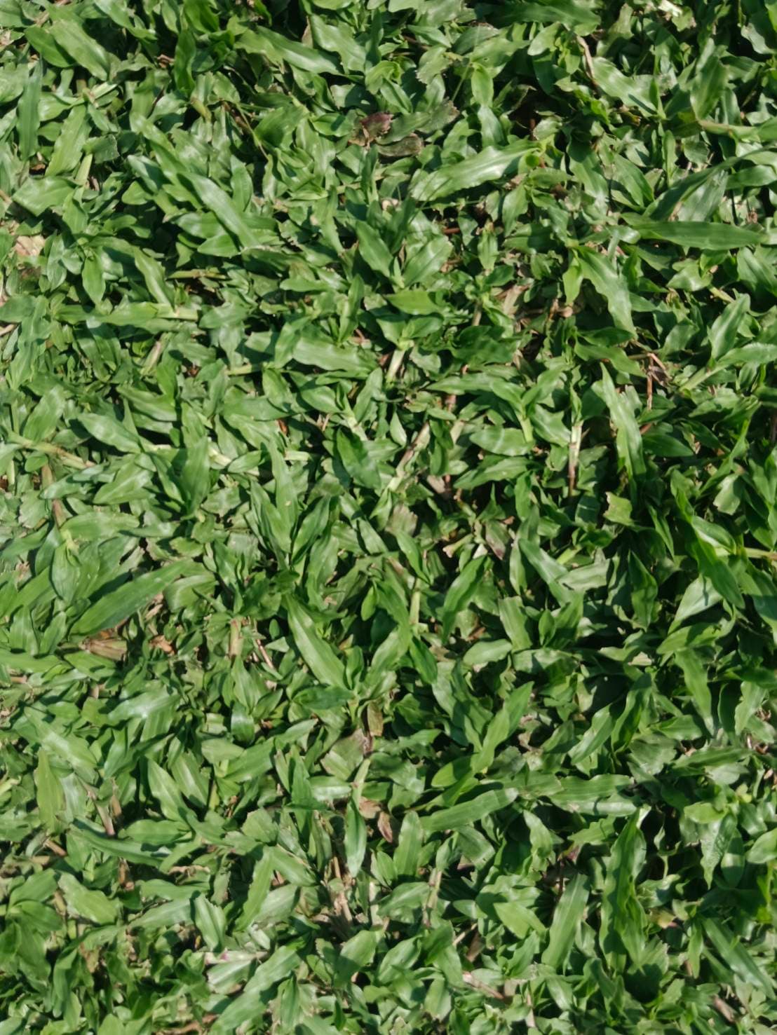 grass image