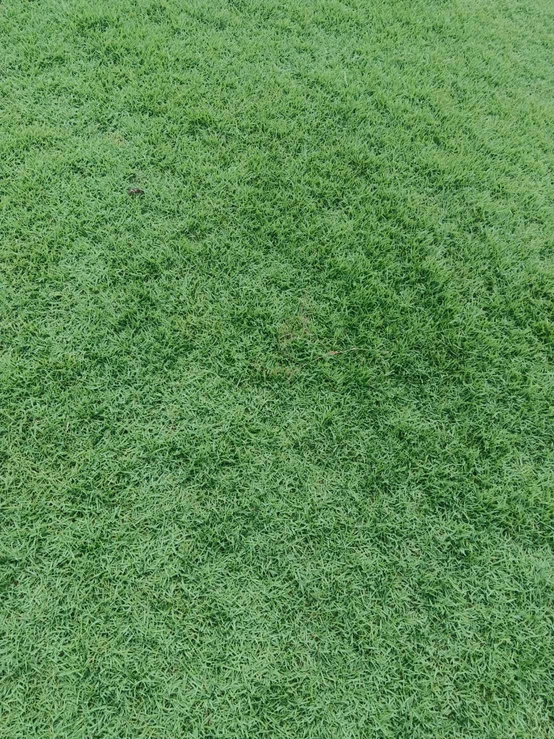 grass image