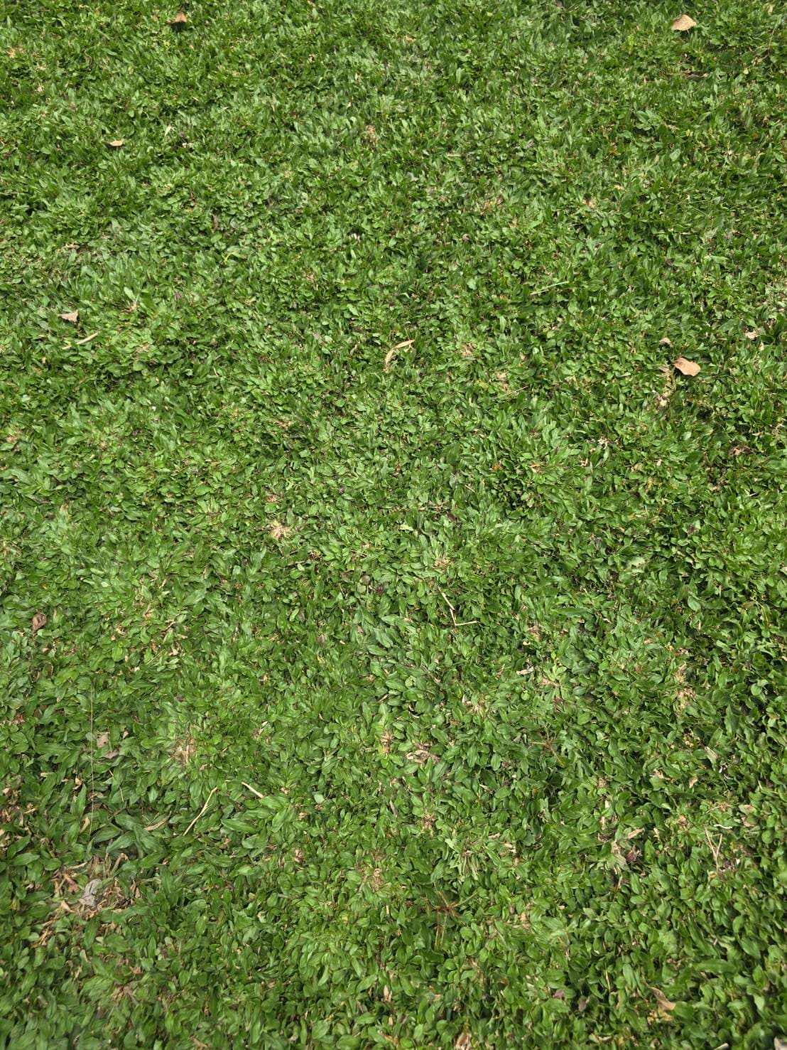 grass image