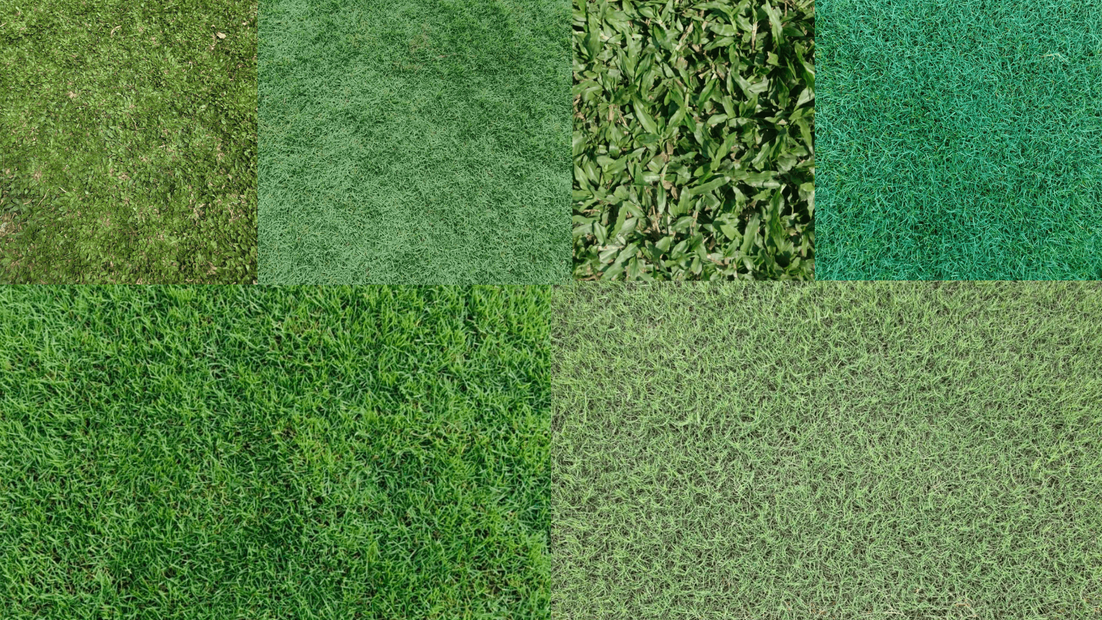 grass image